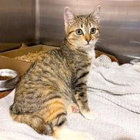 *MUNCHKIN - Photo 1