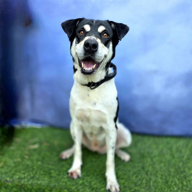 *DORA - German Shepherd Dog / Border Collie available for adoption