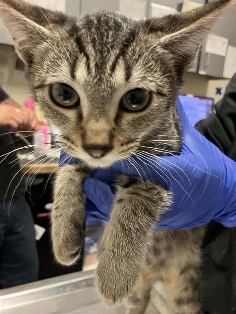 *SORA - Domestic Short Hair available for adoption