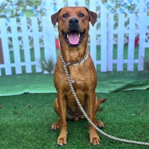 *MAC - Labrador Retriever available for adoption