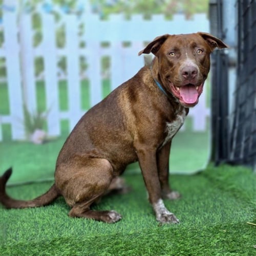 *MALACHITE - Labrador Retriever available for adoption