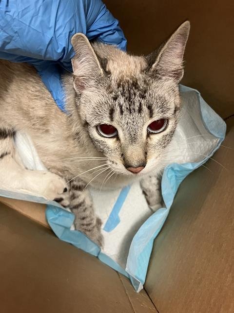 *PEGGY - Siamese available for adoption