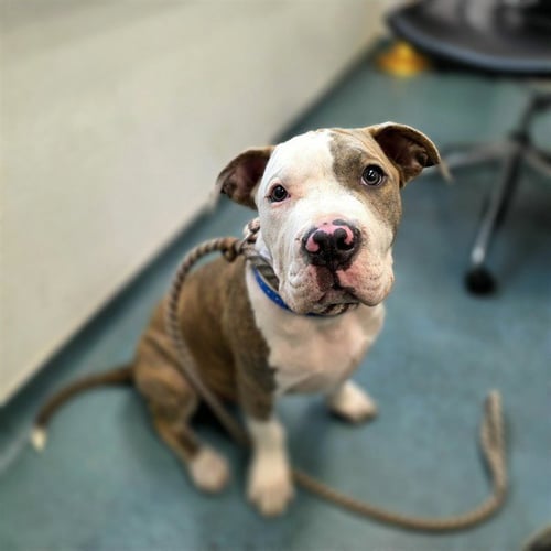 *ALFREDO - Pit Bull Terrier available for adoption