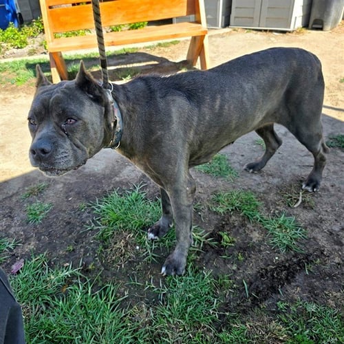 *GEORGINA - Cane Corso Mastiff available for adoption