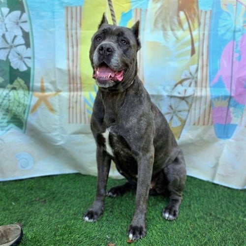 *GEORGINA - Cane Corso Mastiff available for adoption