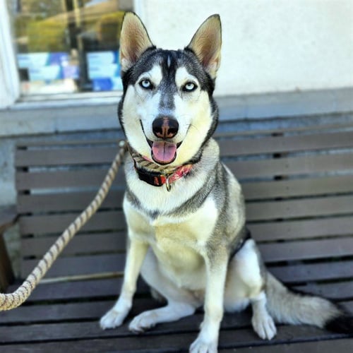 *MOXIE - Siberian Husky available for adoption