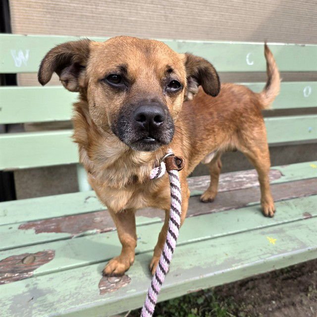 *SIDEKICK - Chihuahua / Terrier available for adoption