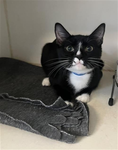 *LOGAN - Domestic Short Hair available for adoption