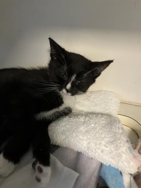 *LOGAN - Domestic Short Hair available for adoption