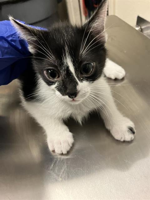 *MICHELANGELO - Domestic Short Hair available for adoption