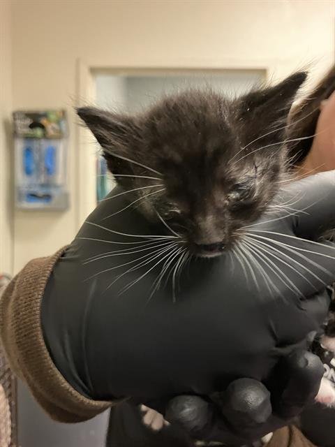 *SLEEPY - Domestic Short Hair available for adoption
