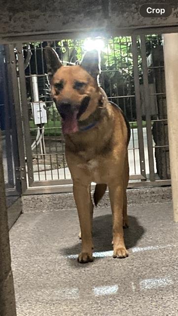 *BUCKAROO - German Shepherd Dog available for adoption