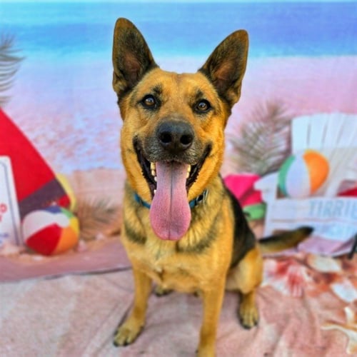 *BUCKAROO - German Shepherd Dog available for adoption