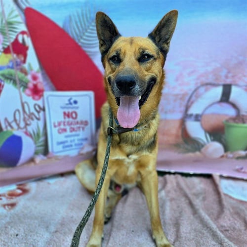 *BUCKAROO - German Shepherd Dog available for adoption