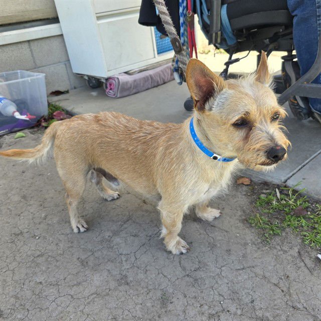 BRUCE CLIFFORD LEE - Chihuahua available for adoption