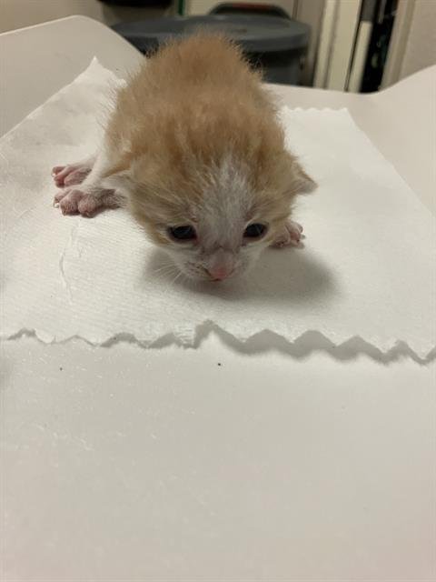 *LADY MARMALADE - Domestic Short Hair available for adoption