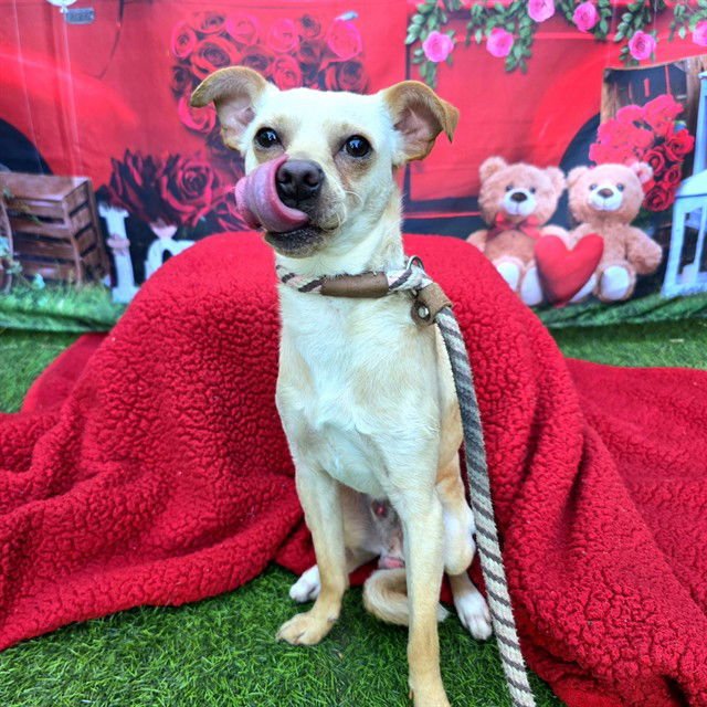 *LIL BOBA - Chihuahua available for adoption