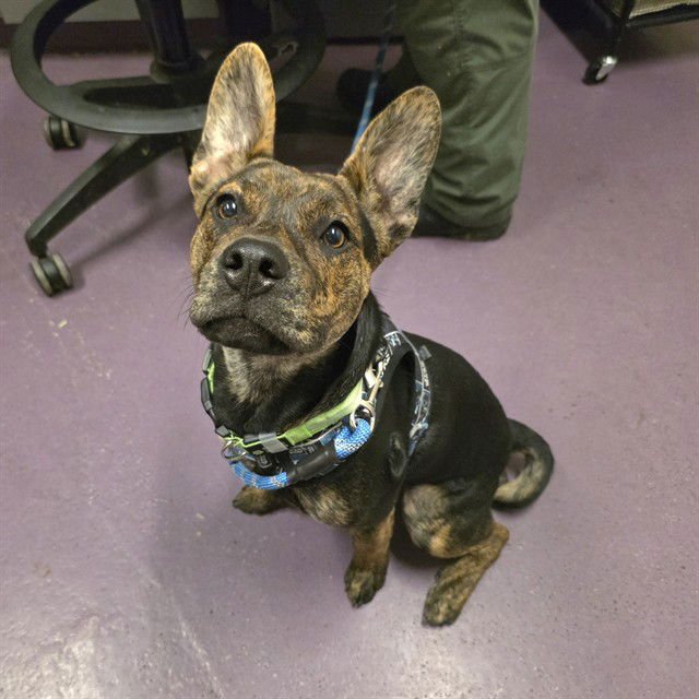 *COMMANDER - German Shepherd Dog available for adoption