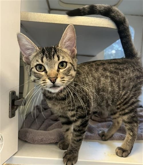*JUNE - Domestic Short Hair available for adoption