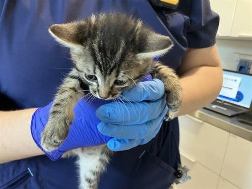 *JUNE - Domestic Short Hair available for adoption
