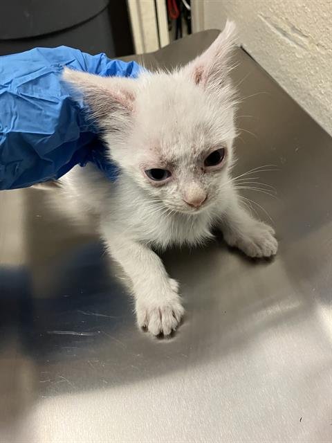 *NIKO - Domestic Short Hair available for adoption