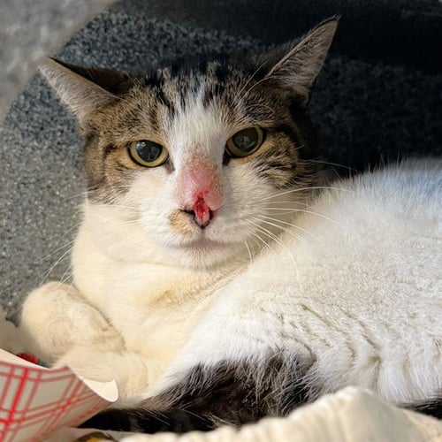 POPPY - Domestic Medium Hair available for adoption