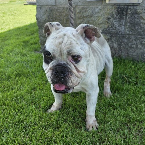 *WITHROW - English Bulldog available for adoption
