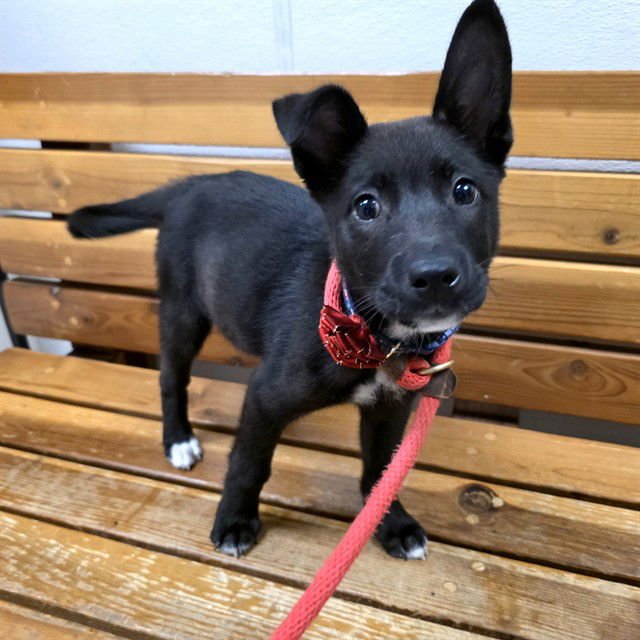*BOWIE - German Shepherd Dog available for adoption