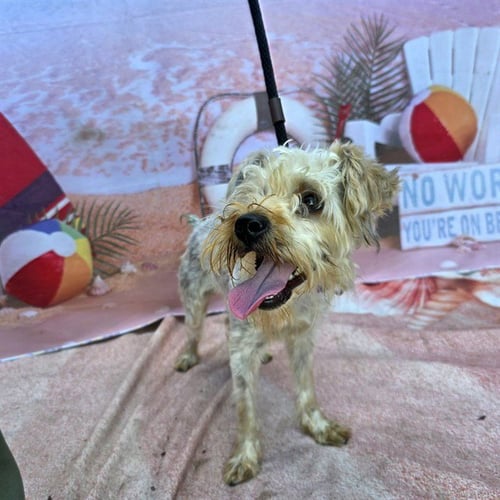 *SUNNY - Yorkshire Terrier Yorkie available for adoption
