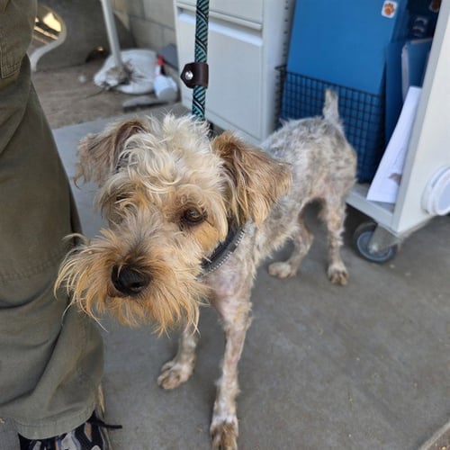 *SUNNY - Yorkshire Terrier Yorkie available for adoption