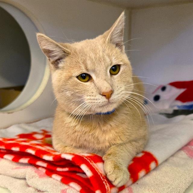 *KNUDSEN - Domestic Short Hair available for adoption