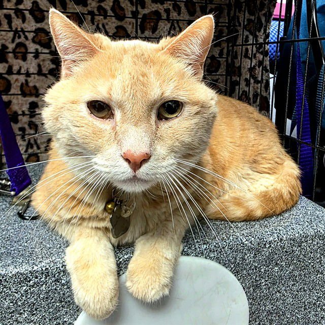 LIL BRO - Domestic Short Hair available for adoption