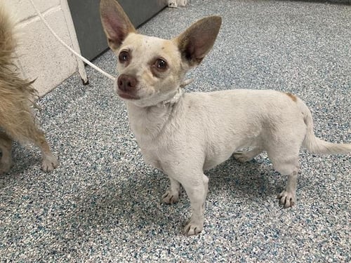 *LOUISE - Chihuahua available for adoption