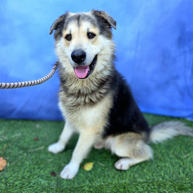 ZERO - German Shepherd Dog available for adoption