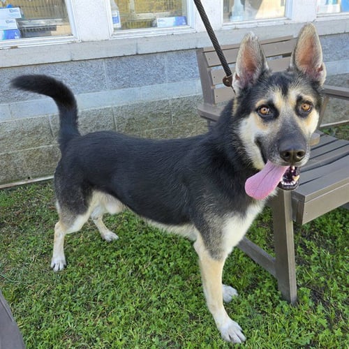 *BLAKE - German Shepherd Dog available for adoption