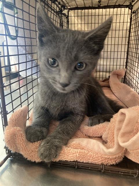 *ZACHARY - Domestic Short Hair available for adoption