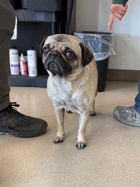*BETTY - Pug available for adoption