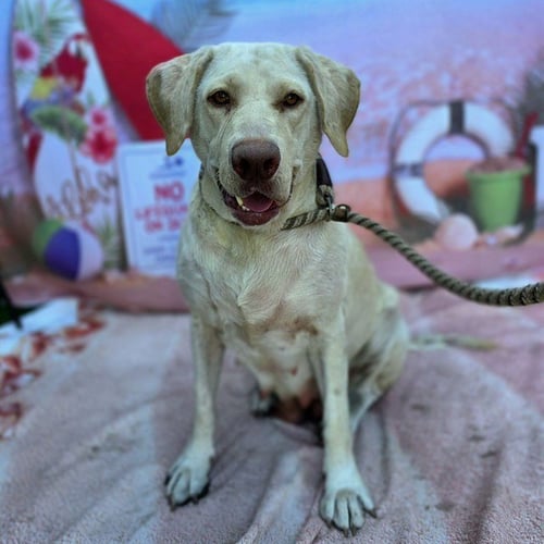 *CATHERINE - Labrador Retriever available for adoption