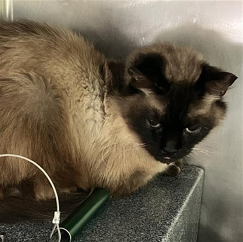 NISABA - Himalayan available for adoption