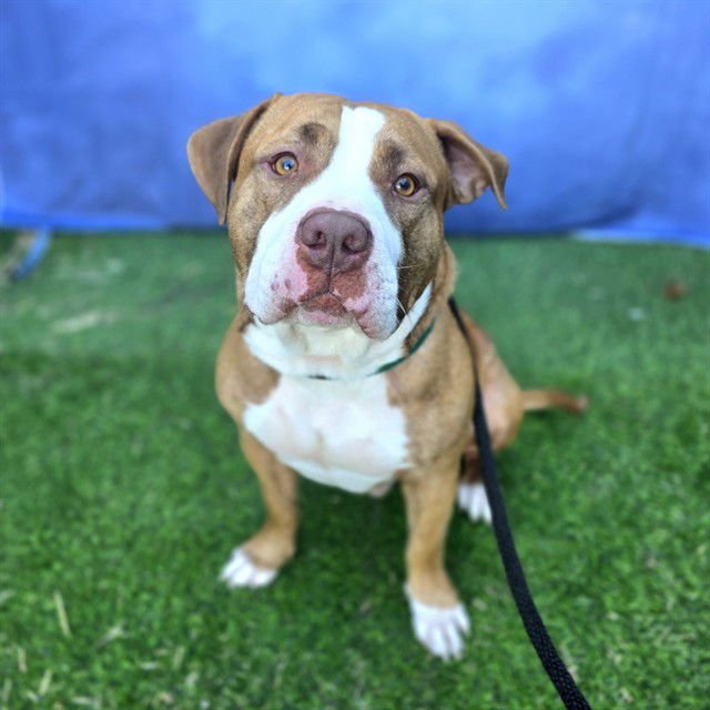 *COLBY - Staffordshire Bull Terrier available for adoption