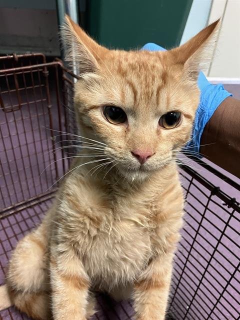 *RIDER - Domestic Short Hair available for adoption