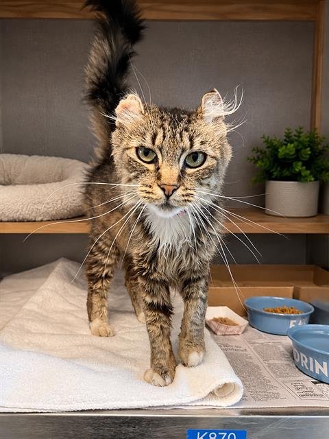 SUNDAY - American Curl available for adoption