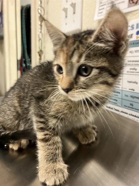 *VIVA - Domestic Short Hair available for adoption