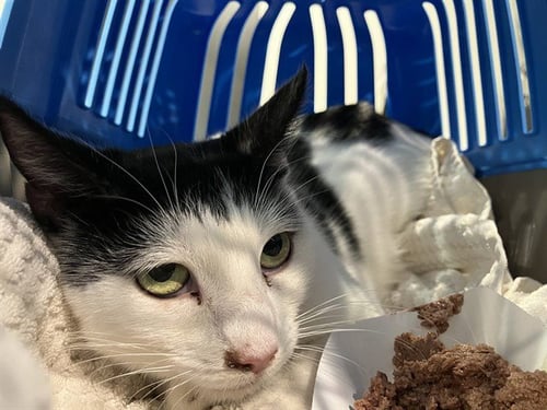 *CELESTIAL - Domestic Short Hair available for adoption