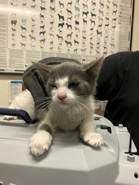 A761157 - Domestic Short Hair available for adoption