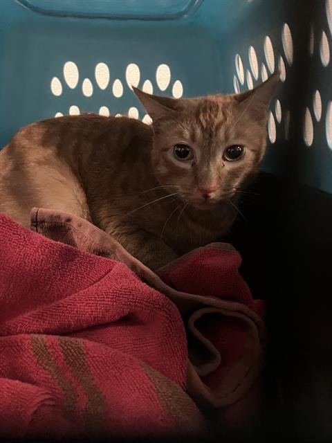 BUTTERSCOTCH - Domestic Short Hair available for adoption