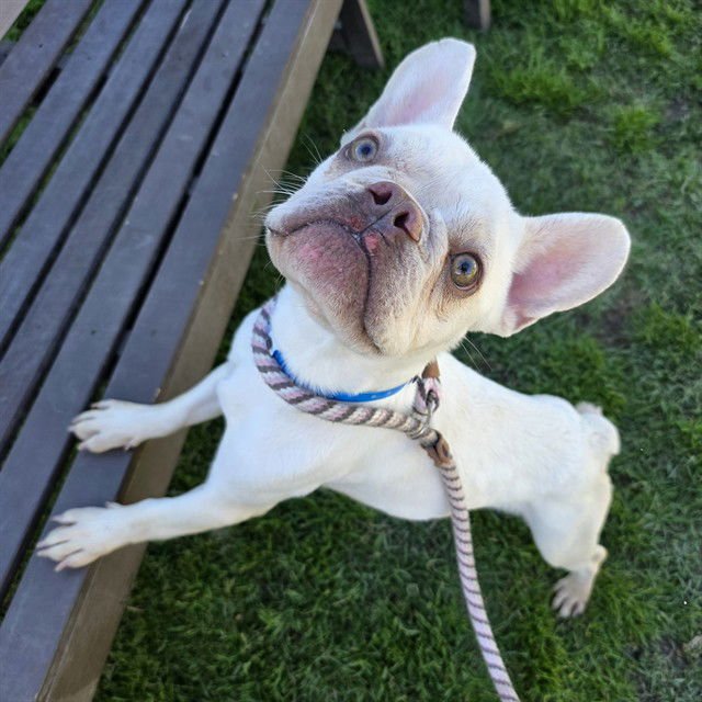 *COCONUT - French Bulldog available for adoption