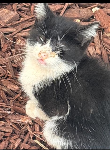 *MATEO - Domestic Short Hair available for adoption