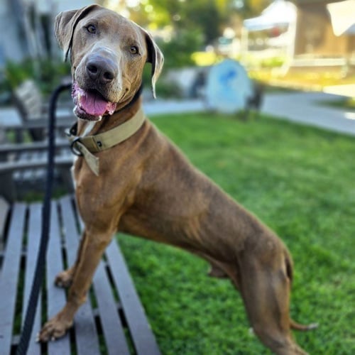 DRAKEO - Doberman Pinscher / Weimaraner available for adoption