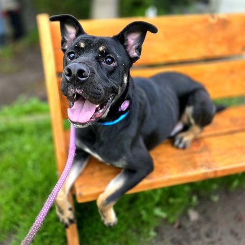 DRACO - Staffordshire Bull Terrier / Pointer available for adoption